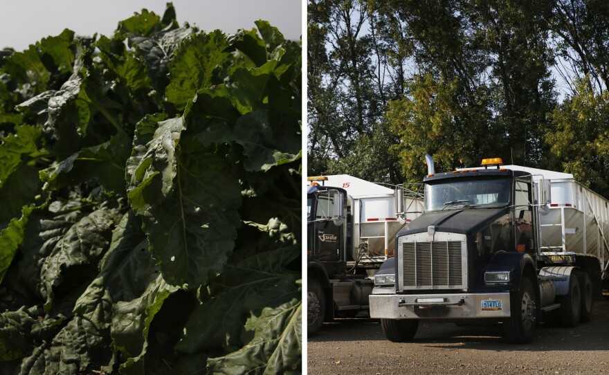 Left: Sugar beets. Right: Farm trucks outside Minto.
