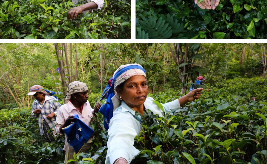 Tamil and Sinhalese workers pick tea on Amba Estate in the early morning.