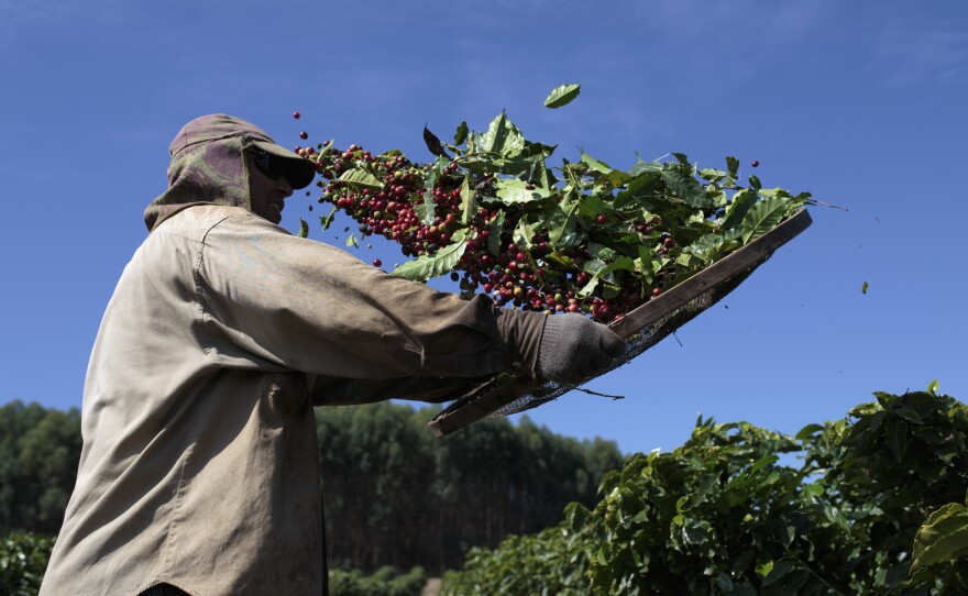 A worker separates coffee cherries during harvest at a plantation in Brazil's Minas Gerais state. Brazil's coffee exports fell to 2.6 million bags in June, a 12 percent drop from a year ago, according to a report last week by Cecafe, the country's coffee export council.