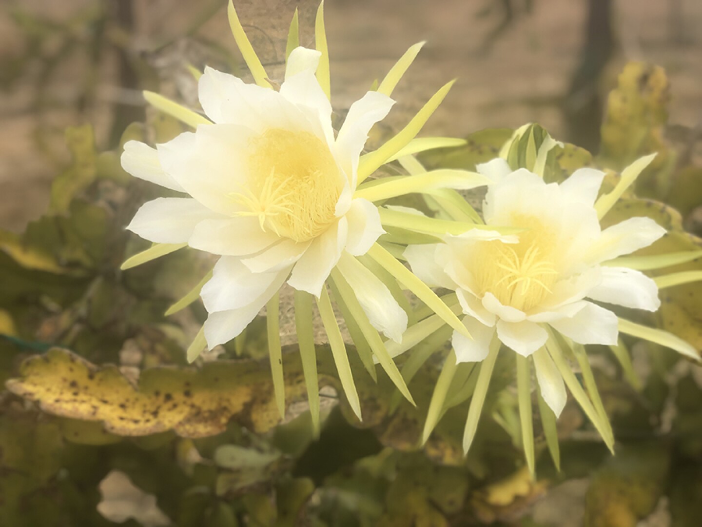 The lanky cacti that produce exotic and delicious Pitajaya – dragon fruit.
