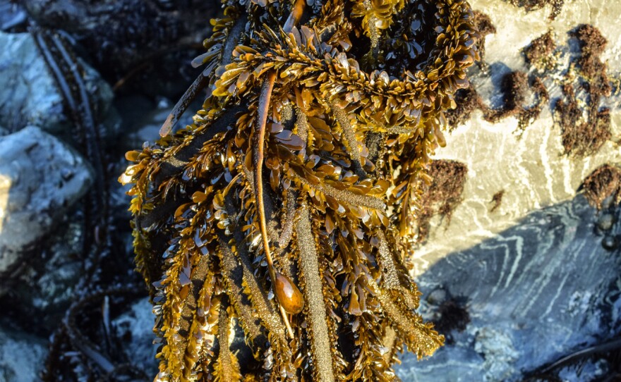 Feather boa kelp has a leathery strap and small blades that give it a corrugated, leafy appearance. Not only are the leaflets edible, so are the hollow oval bladders that keep the plant afloat.