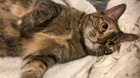 In this undated photo, Zoe the cat lays on a bed in San Diego, Calif. 