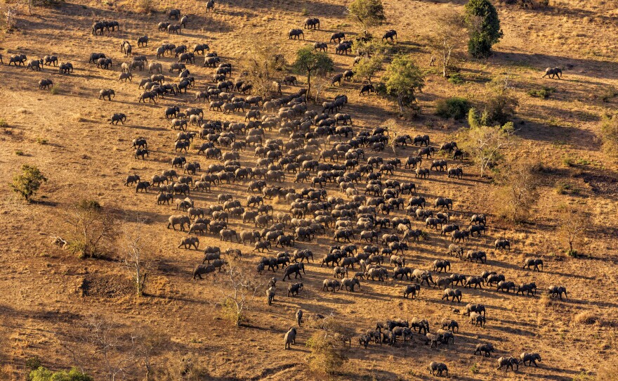 Poaching has been curbed in Chad's Zakouma National Park, but rebuilding the park's herd, now at 450, will take years.