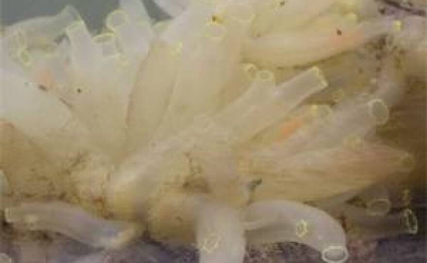 SDSU researchers say the sea squirt, pictured above, is a potential new resource for drug development for Alzheimer's disease. .
