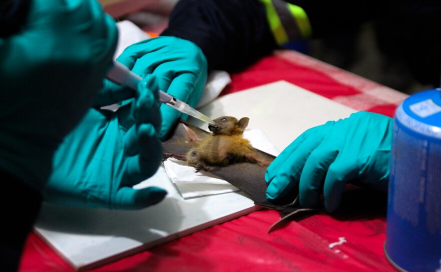 A little treat for a good volunteer: Scientists give fruit juice to a fruit bat after they've sampled its saliva, blood, urine and poop. The scientists will look for new viruses in the bat's bodily fluids.