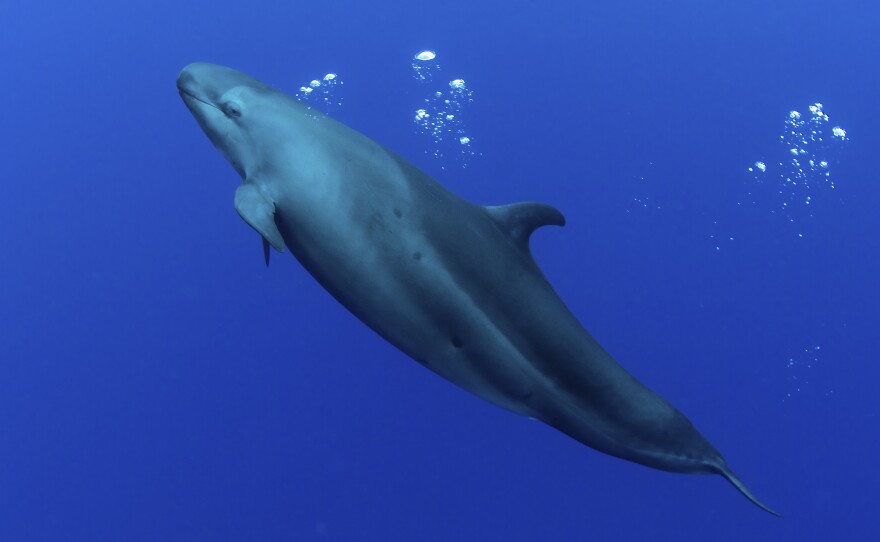 False killer whale.