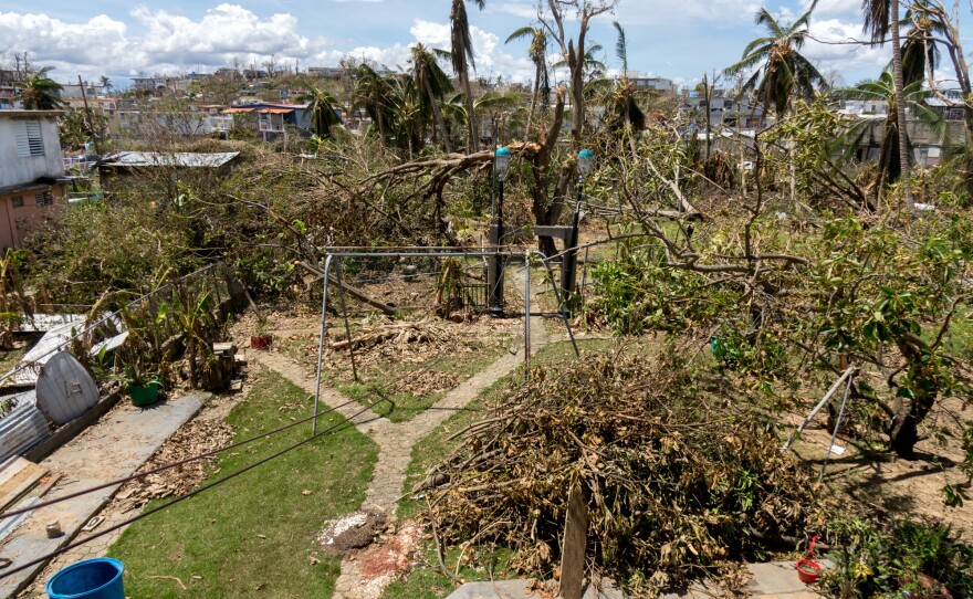 Jose Torres's backyard after Hurricane Maria.