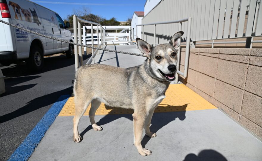 A dog rescued from Texas at Helen Woodward Animal Center in Rancho Santa Fe, Calif. Feb. 24, 2021.