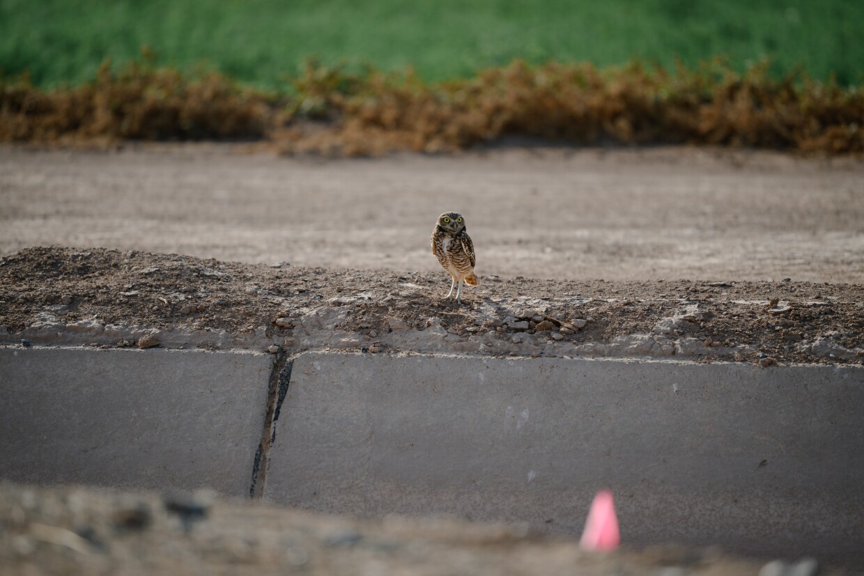 A burrowing owl stands along an agricultural canal near the south end of the Salton Sea in Calipatria, California. The Imperial Valley is home to more than 60 percent of California's burrowing owls, which state officials are now considering listing as endangered.