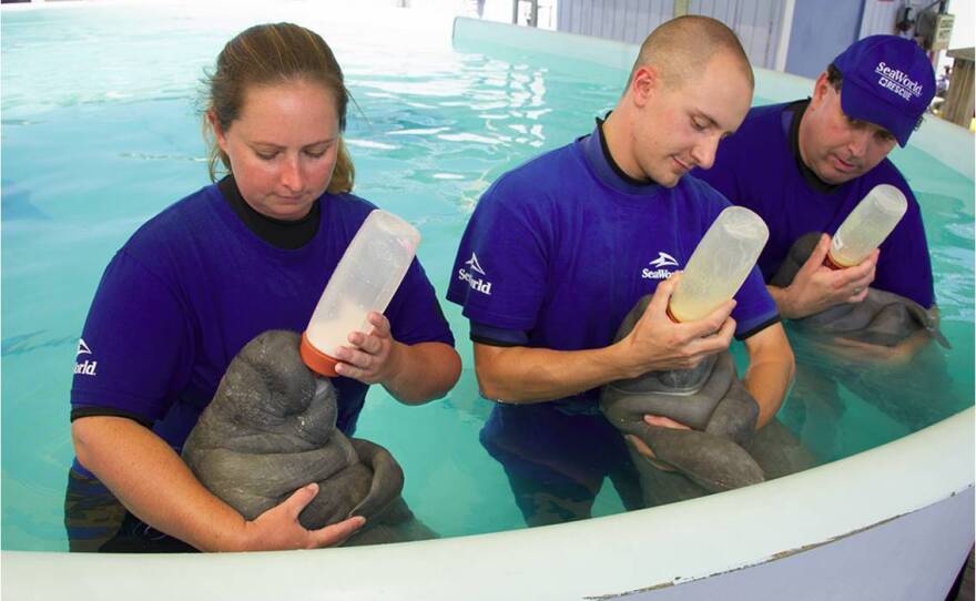 A team at SeaWorld in Orlando, Fla., nurse underfed manatees back to health.