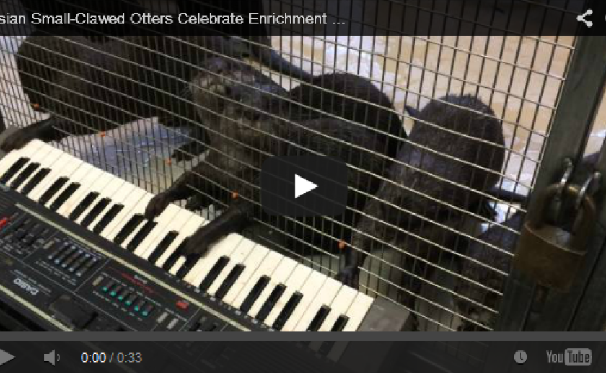 Otters play the keyboard at the National Zoo.