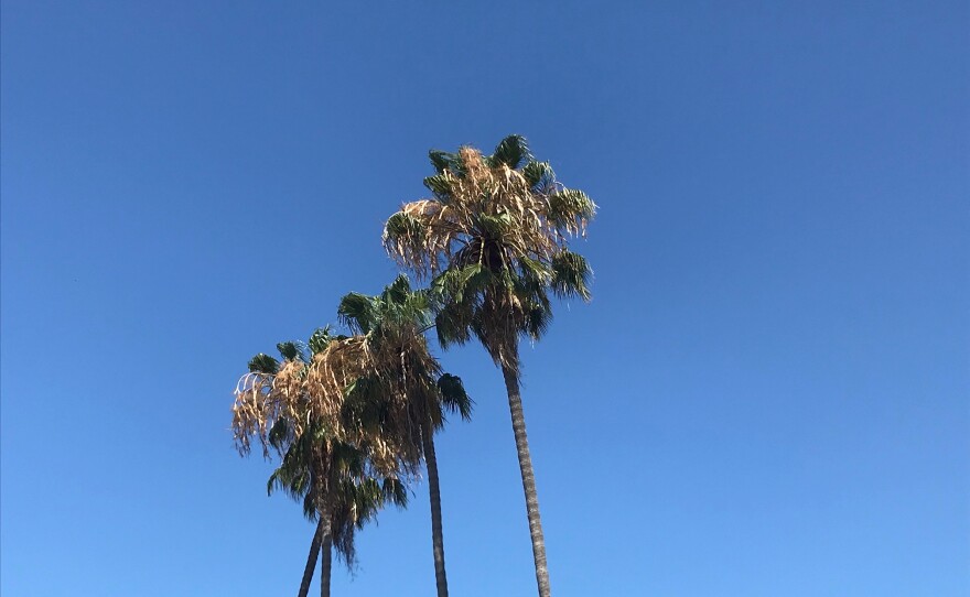 Palm trees against sunny skies in San Diego County. August 2, 2020.