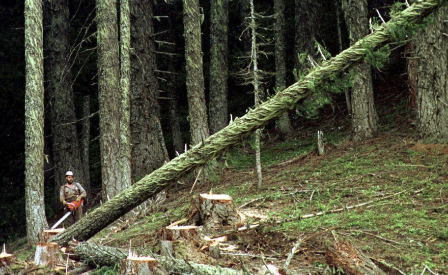 A logger cuts a large fir tree in the Umpqua National Forest near Oakridge, Ore. Federal land managers are proposing a sweeping rule change that could expand commercial logging on Forest Service land.