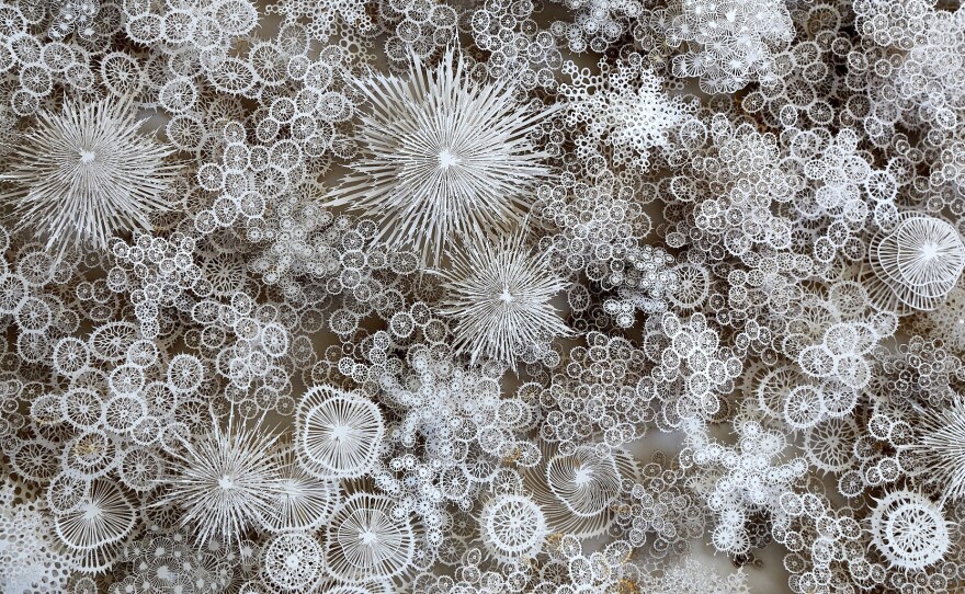 Artist Rogan Brown's paper sculptures are many times larger than the organisms that inspire them. Magic Circle Variation 5 is approximately 39 inches wide by 39 inches tall in its entirety. Brown has created multiple versions of Magic Circle, the shape of which alludes to a petri dish and a microscope lens.