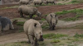 Six southern white rhinos explore their new habitat at San Diego Zoo Safari Park, Feb. 18, 2018.