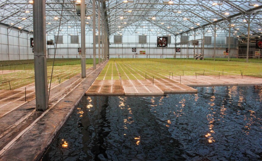 In the BrightFarms greenhouse, salad greens grow on floating boards. Their roots extend into the water, where they get nutrients.