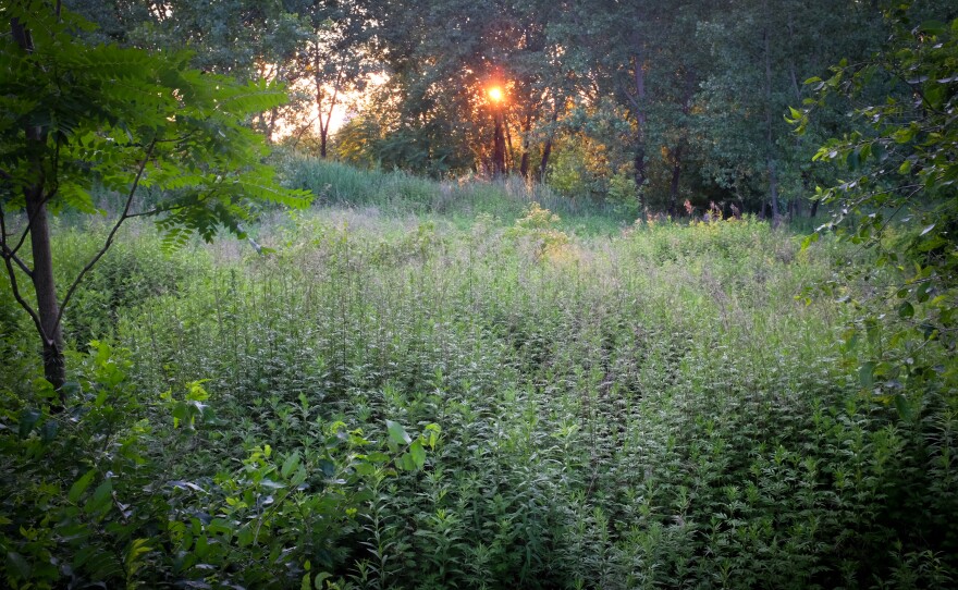 The woods right next to the field are a haven for addicts and dealers.