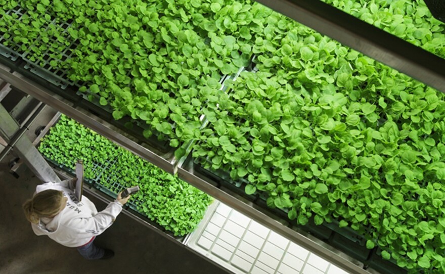 Tobacco plants grown at an Owensboro, Ky., biotechnology firm were used to help produce an experimental serum used to treat two Americans infected with Ebola.