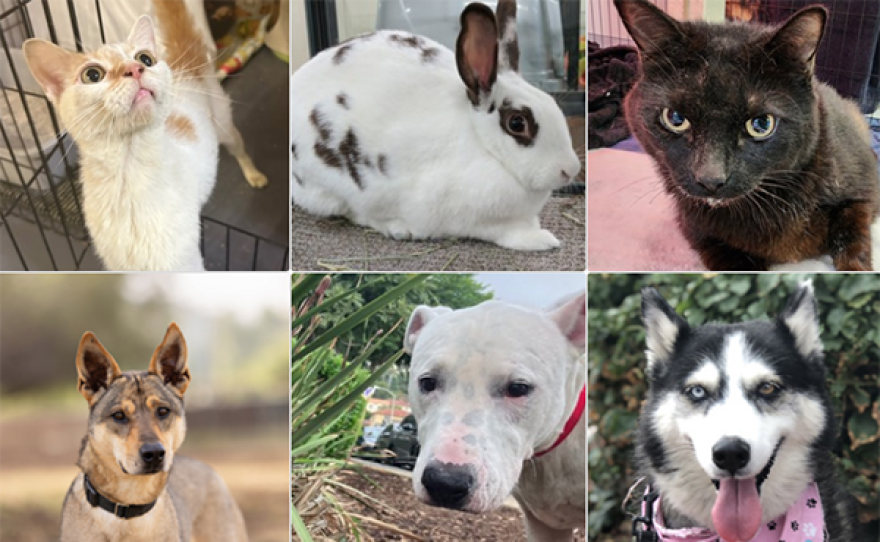 Empty the Shelters - pets available for adoption