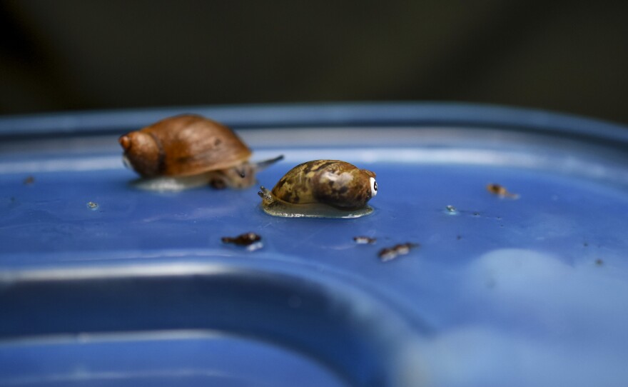 Two tagged Chittenango ovate amber snails glide around the lid of their terrarium before their release.