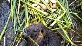 This photo provided by the California Department of Fish and Wildlife shows a nutria in Merced County, Calif., April 18, 2019. 