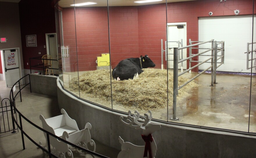 The amphitheater where you can watch cows give birth.