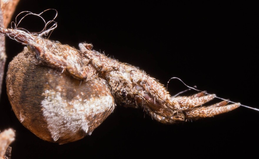A triangle-weaver spider holds its web in tension.