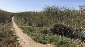 Cattails near a walking path on the north side of the Buena Vista Lagoon on Nov. 13, 2018.