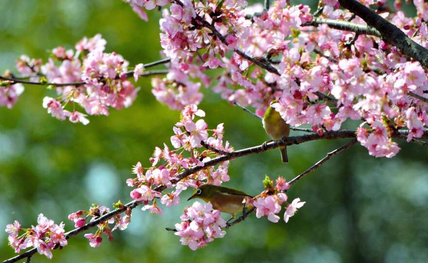 Japanese white-eyes perch on the branch of a bloomed cherry blossom near the Kukurigawa River on March 7, 2016, in Hita, Oita, Japan.