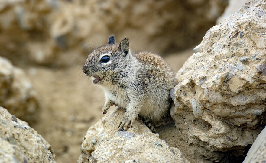 A still from "America's Wildest City," a young squirrel is shown surveying its surroundings from a rock pile in San Diego, CA.