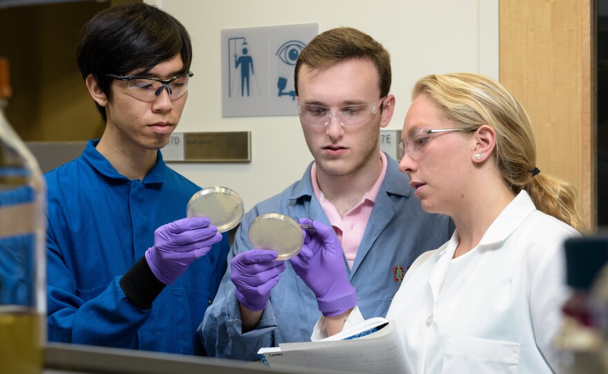 Christian Choe, Zach Rosenthal, and Maria Filsinger Interrante, who call themselves Team Lyseia, strategize about experiments to test their new antibiotics.