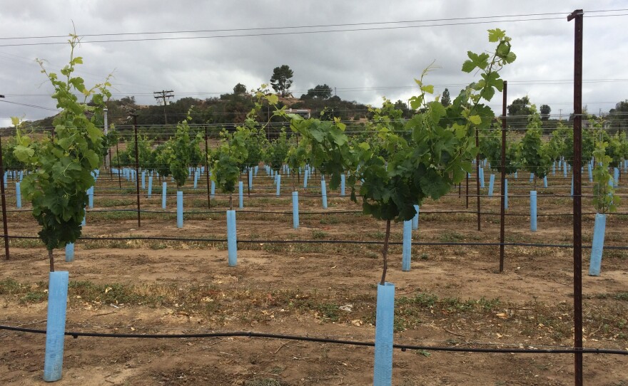 The price of water in San Diego County has more than doubled lately. But vineyards require 25 percent less water than citrus. As a result, the number of wineries in the county has tripled in recent years.