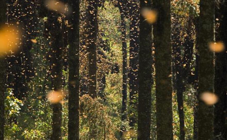 Monarch Butterfly migration in Mexico. Credit: veryveryfun.com