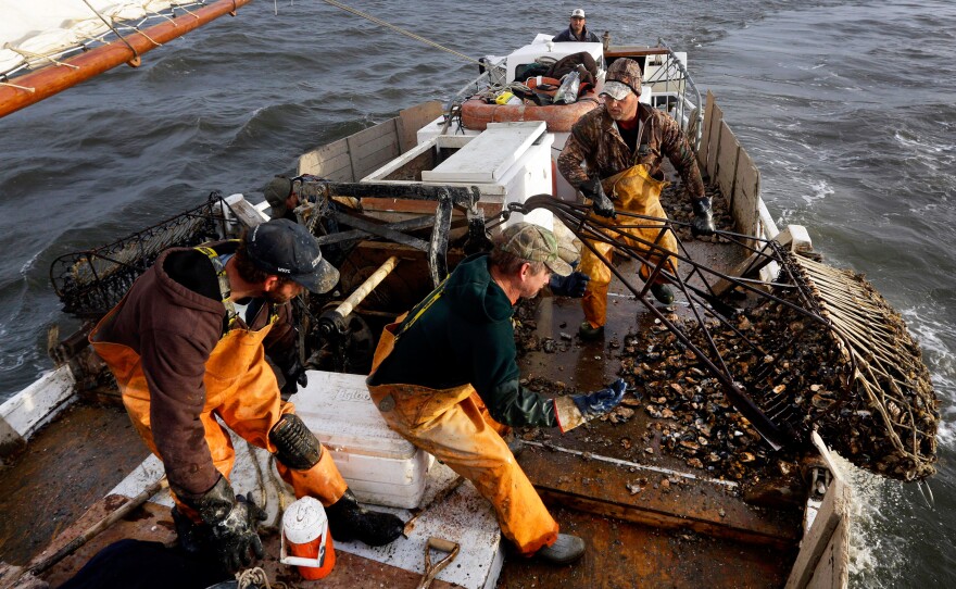 Crew members pull an oyster dredge in Tangier Sound of the Chesapeake Bay near Deal Island, Md., in 2013. A study found that the Chesapeake Bay shellfishery is a "hot zone" for ocean acidification.