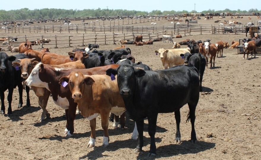 A pen at a feedlot in central Kansas that houses 30,000 cattle. Feedlots are where cattle are "finished" before slaughter, often with the use of growth-promoting drugs like zilpaterol.