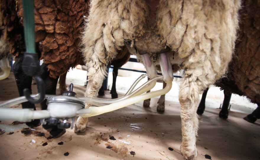 dayspringdairy_mckinneym_09_2016_0098_small_custom-1aedf96e6ea0f71ed4b6aeac6ad864aba98fc7cf.jpg
