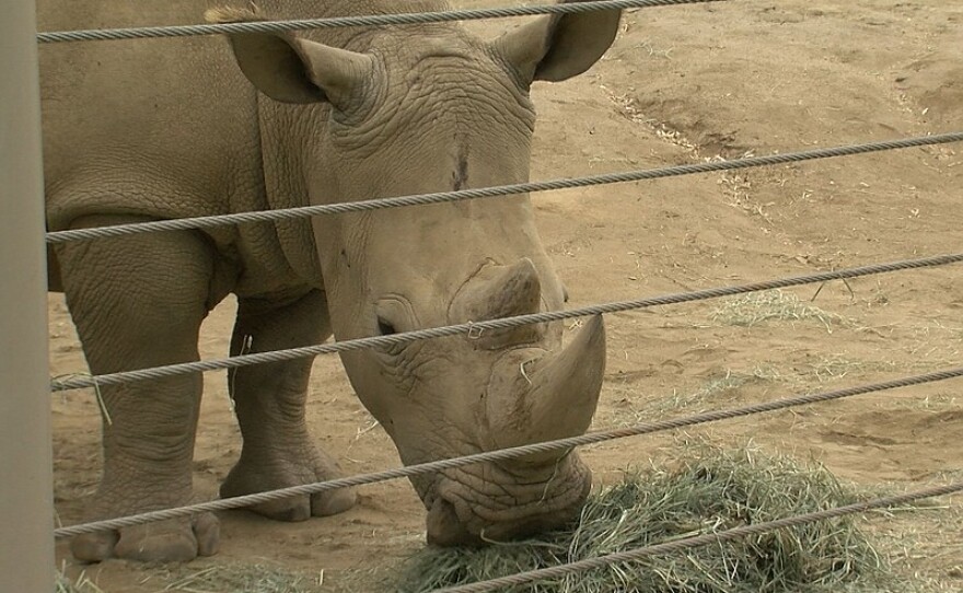 rhino_1_t800.jpg