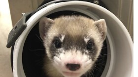 In this photo provided by the U.S. Fish and Wildlife Service is Elizabeth Ann, the first cloned black-footed ferret and first-ever cloned U.S. endangered species, at 50-days old on Jan. 29, 2021.