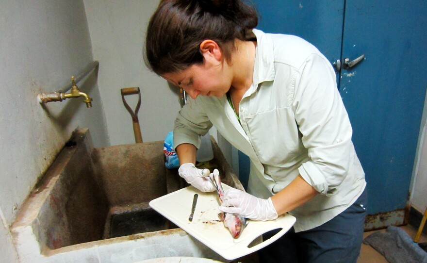 Sarah Diringer, a Ph.D. student at Duke University, examines fish samples from the Madre de Dios river for potential mercury exposure.