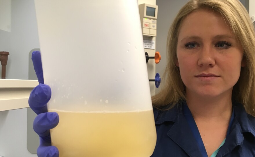 Kelly Williams of the National Wildlife Research Center in Fort Collins checks a sample of dirty water from Texas that she's about to analyze for bits of pig DNA.