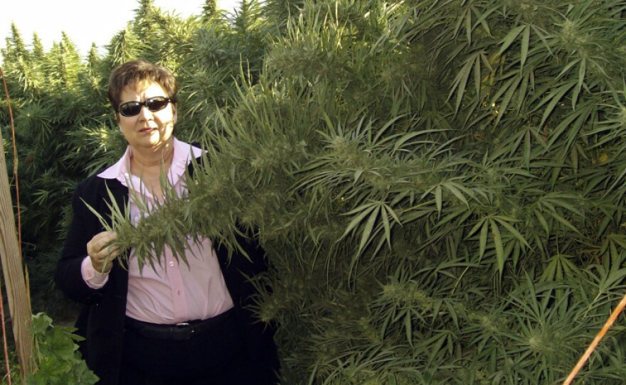 <p>Fresno Sheriff Margaret Mims stands beside a 12-foot tall marijuana plant in Fresno County last month.</p>