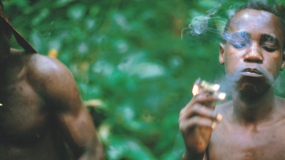 does chewing tobacco kill worms in humans Pot For Parasites? Pygmy Men Smoke Out Intestinal Worms does chewing tobacco kill worms in humans Pot For Parasites? Pygmy Men Smoke Out Intestinal Worms