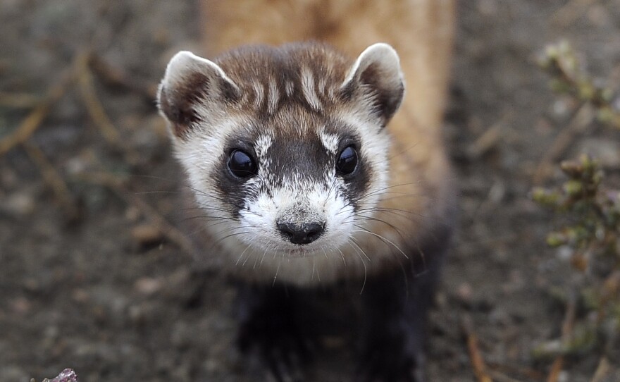 Black-footed ferrets are the most endangered mammal in North America. Scientists in Montana are trying to save the ferrets by saving their main food source, prairie dogs.