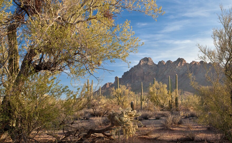 Ironwood Forest National Monument.