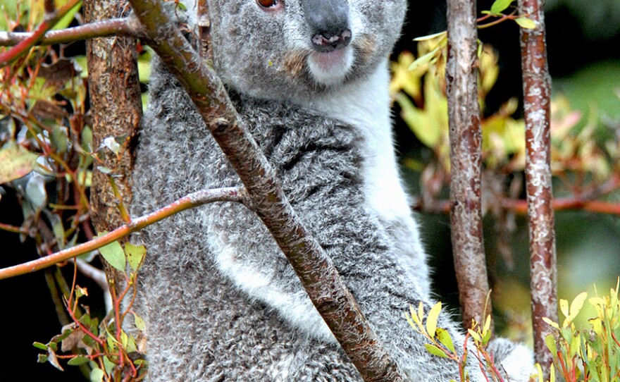 The LA Zoo didn't have a photo of Killarney on file — this is a different koala of theirs — but, you know, it's a good reminder that koalas are pretty cute.