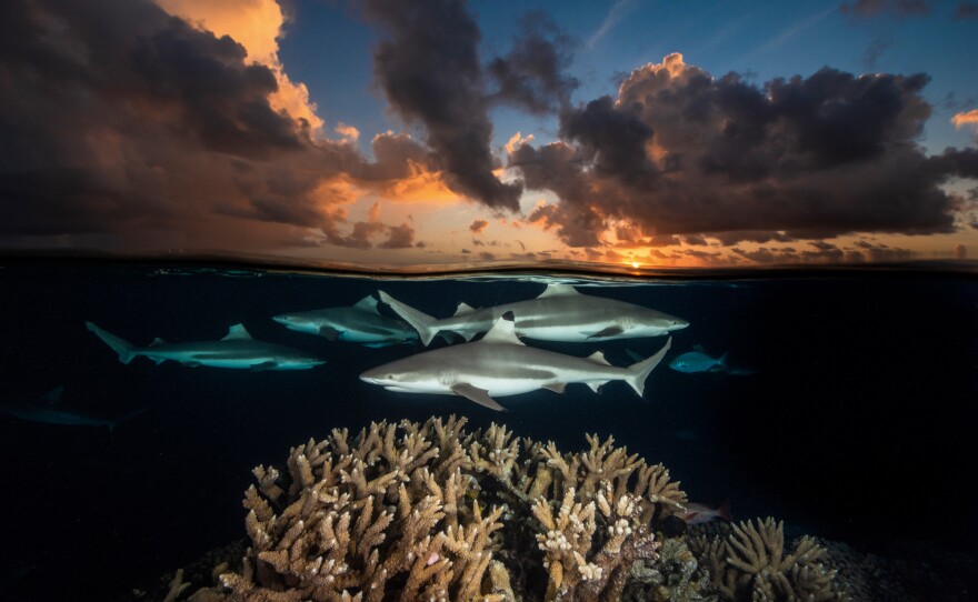 A coral reef at South Pass, Fakarava Atoll in French Polynesia.
