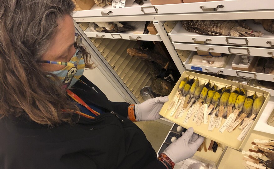 Moe Flannery, senior collections manager for ornithology & mammalogy at the California Academy of Sciences, holds a tray containing Bachman's warblers in their specimen collection in San Francisco, Friday, Sept. 24, 2021. The U.S. government is declaring the Bachman's warbler and 22 more birds, fish and other species extinct.