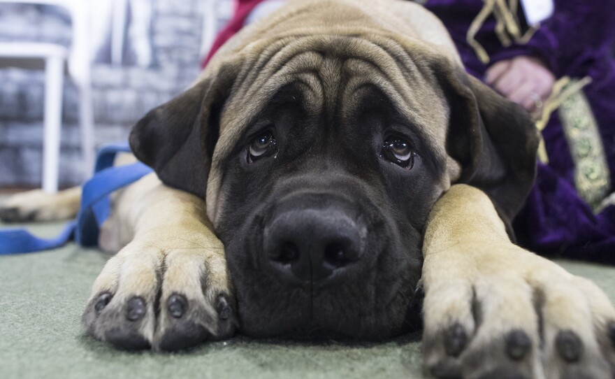 Dunkin, a mastiff, is among the breeds that won't be allowed to fly in the cargo section of United Airlines flights as of June 18. He's shown at the Westminster dog show in February.