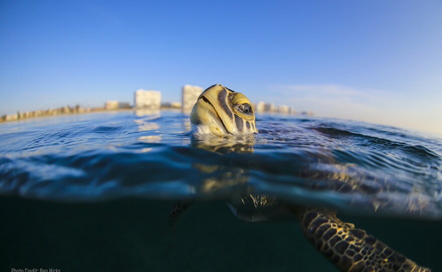 Shown: Sea turtle. The documentary features interviews with acclaimed actor and ocean activist Ted Danson, as well as the biologists, researchers and conservationists devoted to saving a species with a past as old as the dinosaur.
