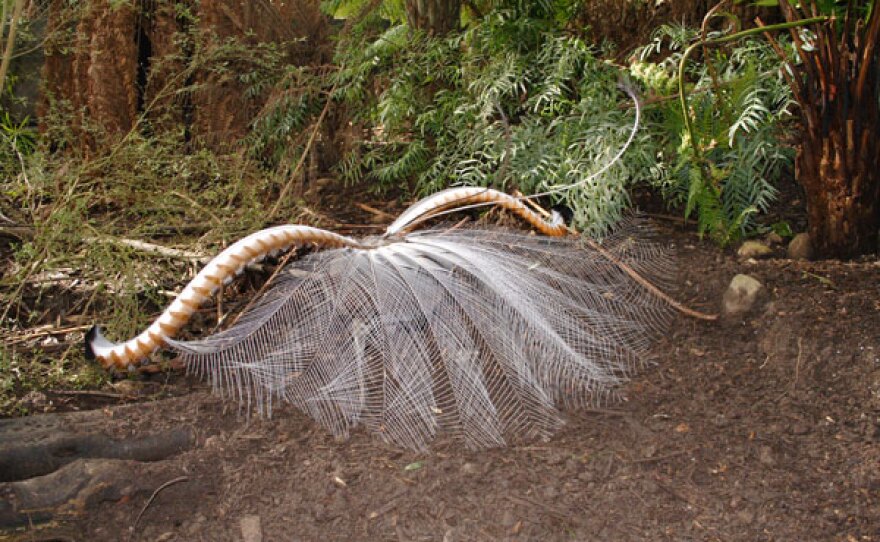 Male superb lyrebird displaying at Healesville Sanctuary, Australia.